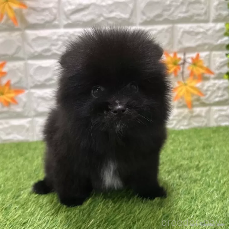 販売中の愛知県のポメラニアン-421798の3枚目