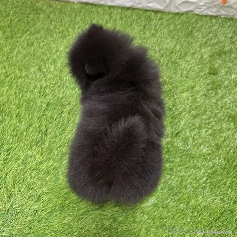 販売中の愛知県のポメラニアン-421798の2枚目