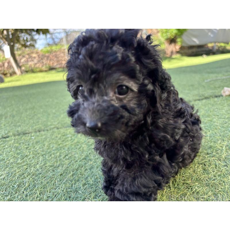 販売中の群馬県のトイプードル-415419の5枚目