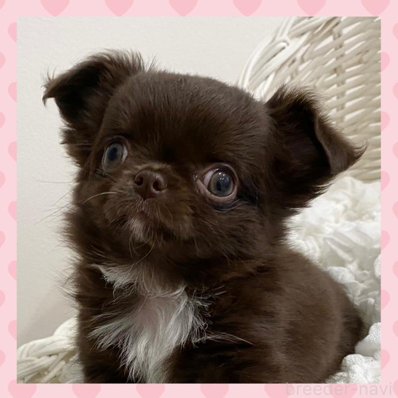 販売中の群馬県のチワワ(ロングコート)-424182の1枚目