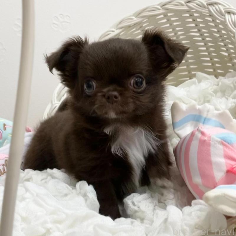 販売中の群馬県のチワワ(ロングコート)-424182の10枚目