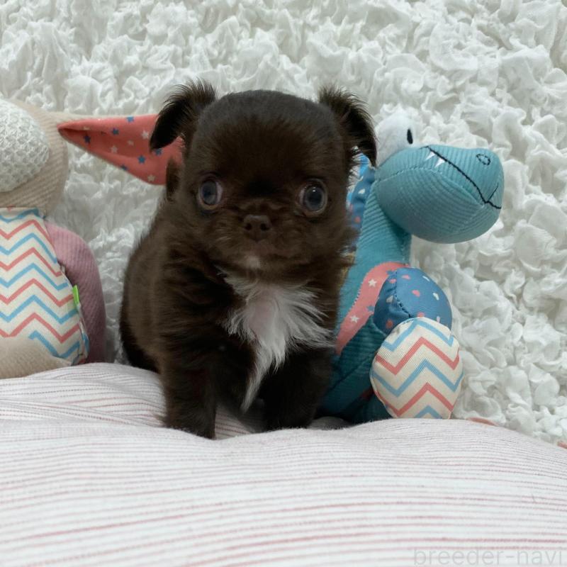 販売中の群馬県のチワワ(ロングコート)-424182の9枚目