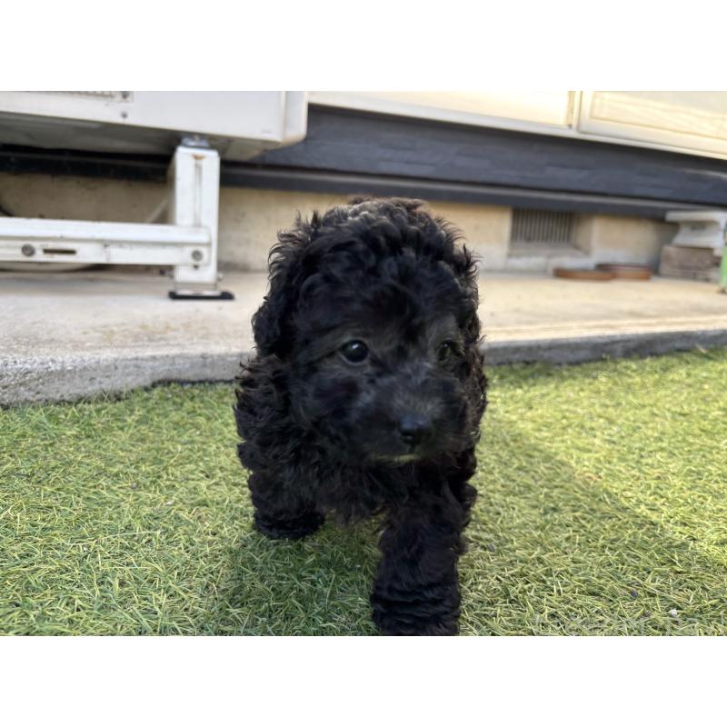 販売中の群馬県のトイプードル-415419の3枚目