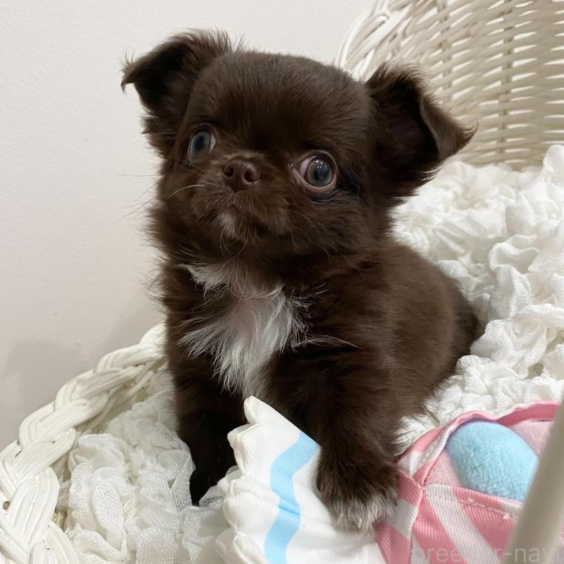 販売中の群馬県のチワワ(ロングコート)-424182の8枚目