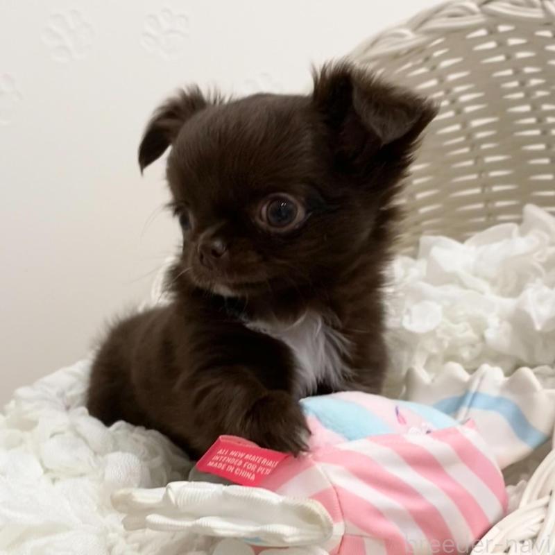 販売中の群馬県のチワワ(ロングコート)-424182の7枚目