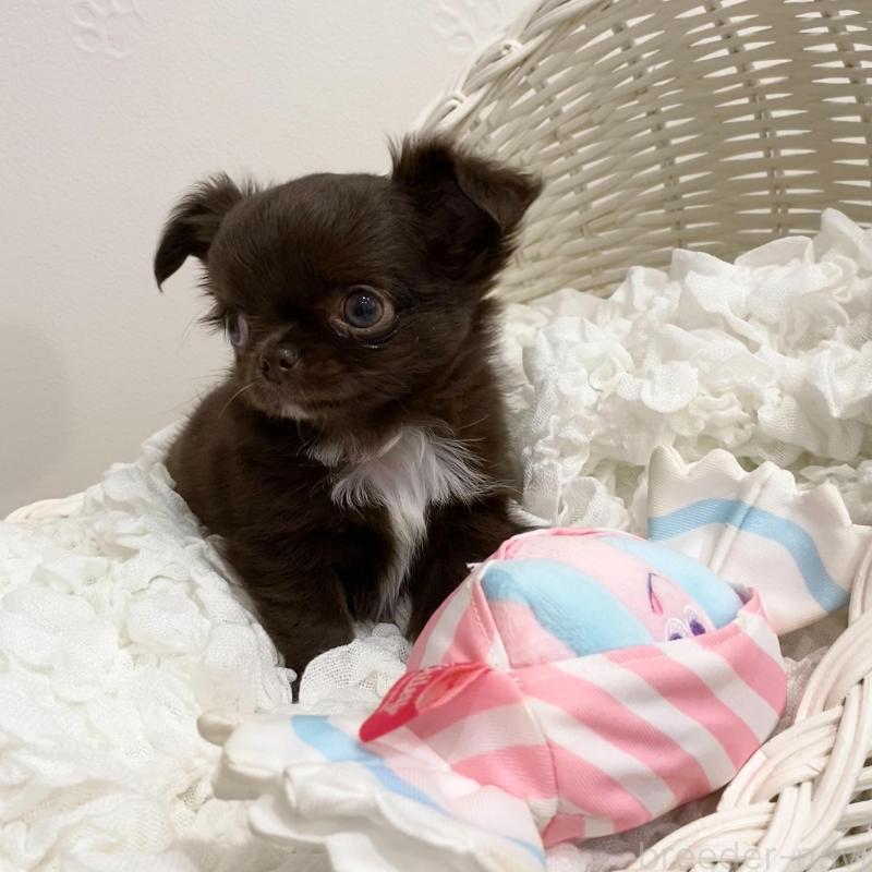 販売中の群馬県のチワワ(ロングコート)-424182の6枚目