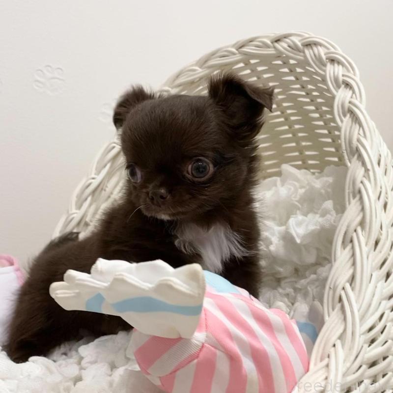 販売中の群馬県のチワワ(ロングコート)-424182の5枚目