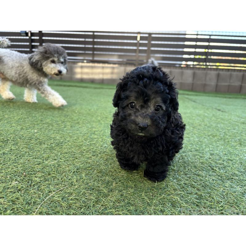 販売中の群馬県のトイプードル-415419の2枚目