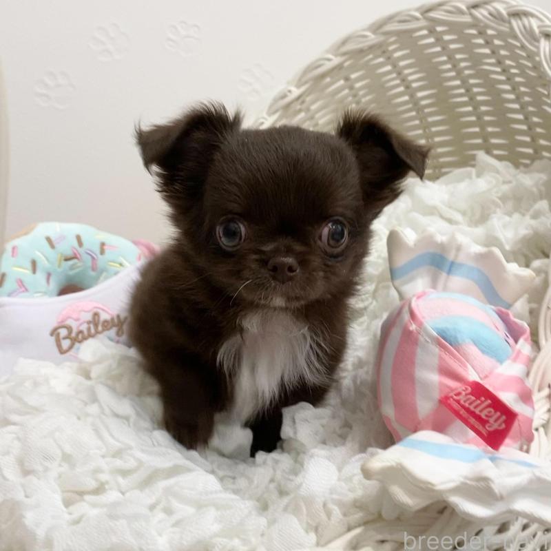 販売中の群馬県のチワワ(ロングコート)-424182の4枚目