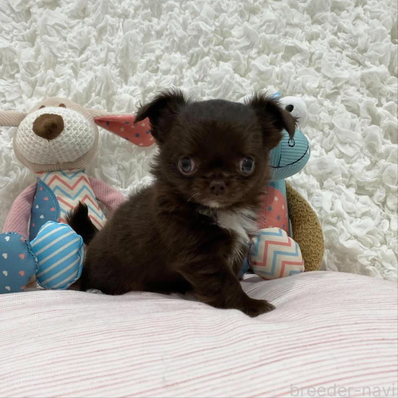 販売中の群馬県のチワワ(ロングコート)-424182の3枚目