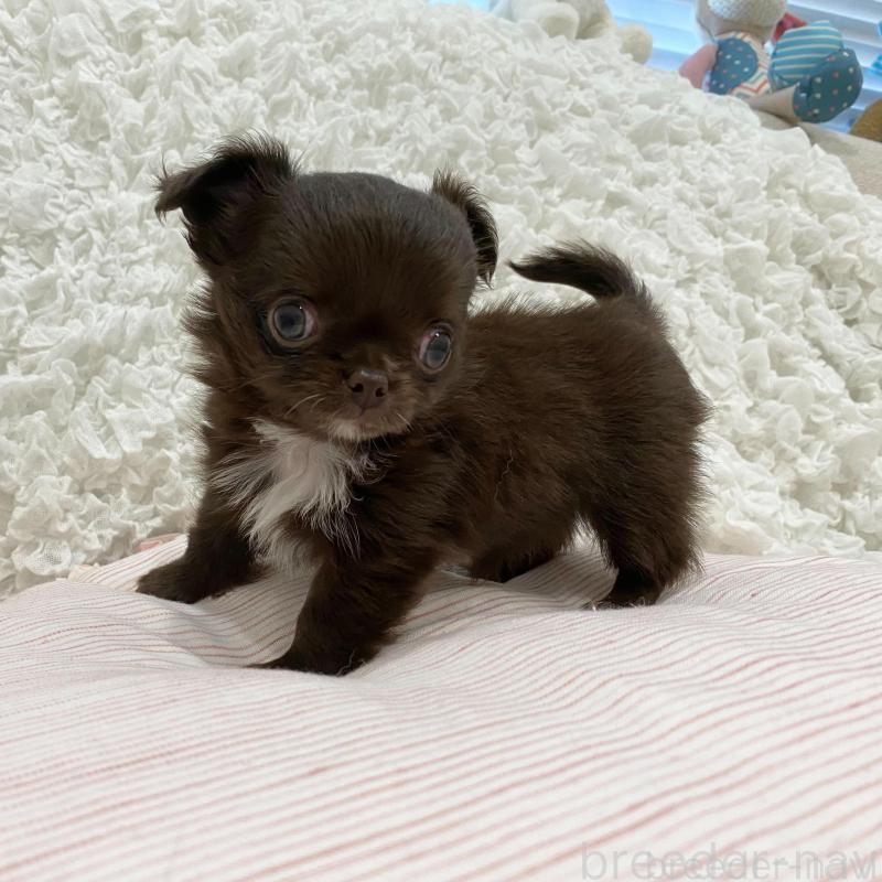 販売中の群馬県のチワワ(ロングコート)-424182の2枚目