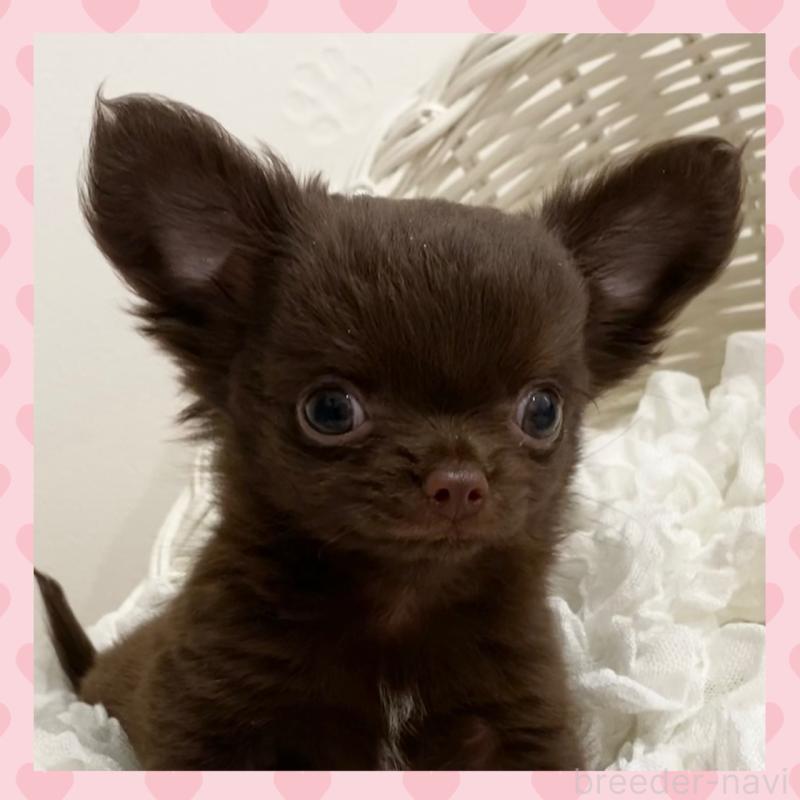 販売中の群馬県のチワワ(ロングコート)-424184