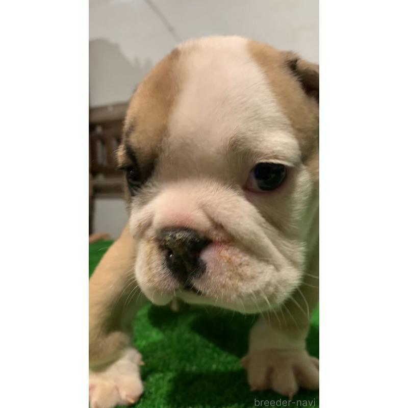 販売中の福岡県のブルドッグ-421565