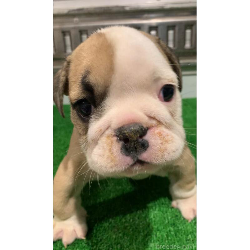 成約済の福岡県のブルドッグ-421565の3枚目