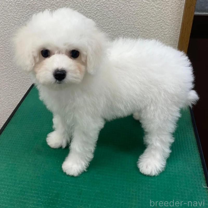 販売中の福岡県のビションフリーゼ-424189の4枚目