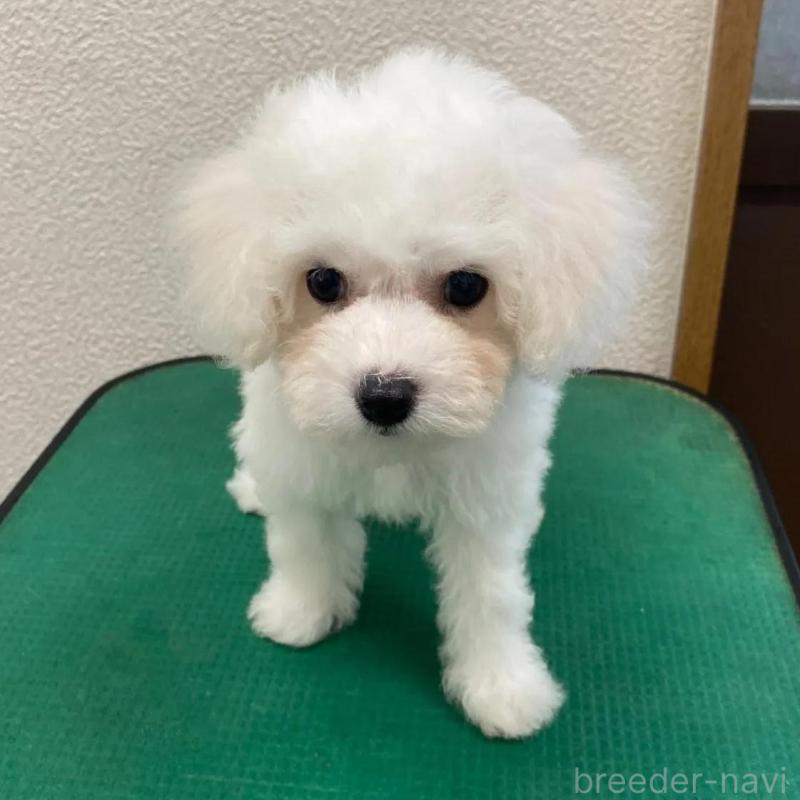 販売中の福岡県のビションフリーゼ-424189の3枚目