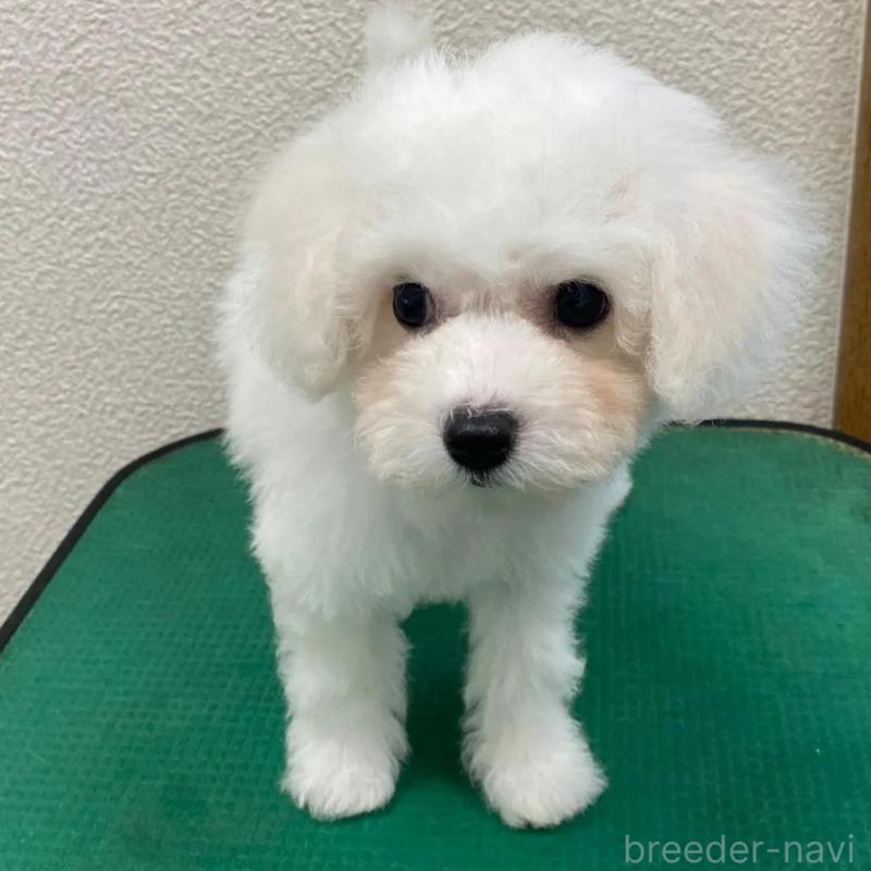 販売中の福岡県のビションフリーゼ-424189の2枚目