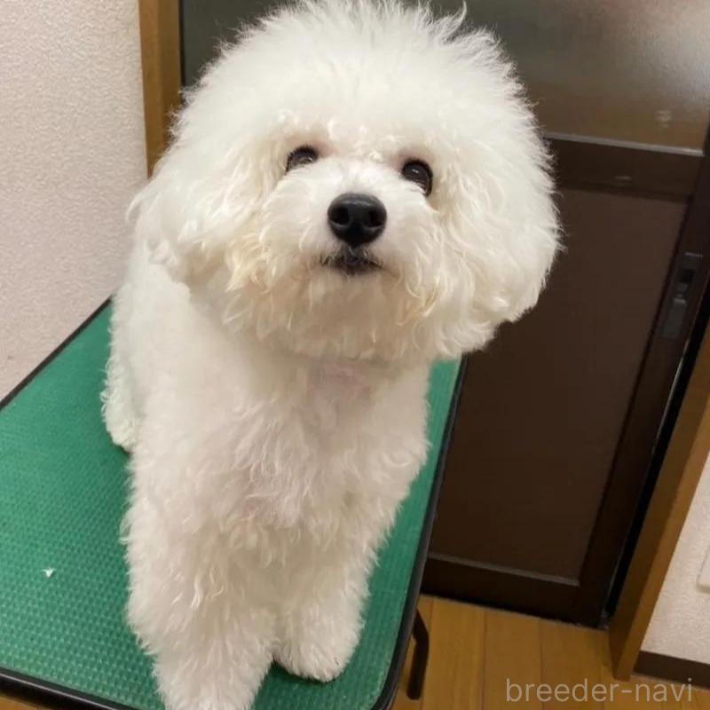 アンジェレちゃん1枚目