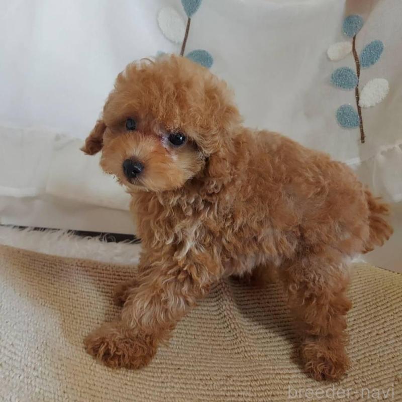 販売中の愛知県のタイニープードル-424190