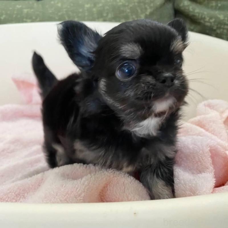 販売中の福岡県のチワワ(ロングコート)-424191の4枚目