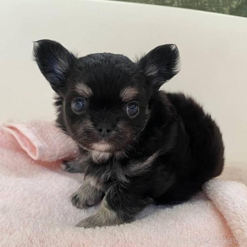 販売中の福岡県のチワワ(ロングコート)-424191の3枚目