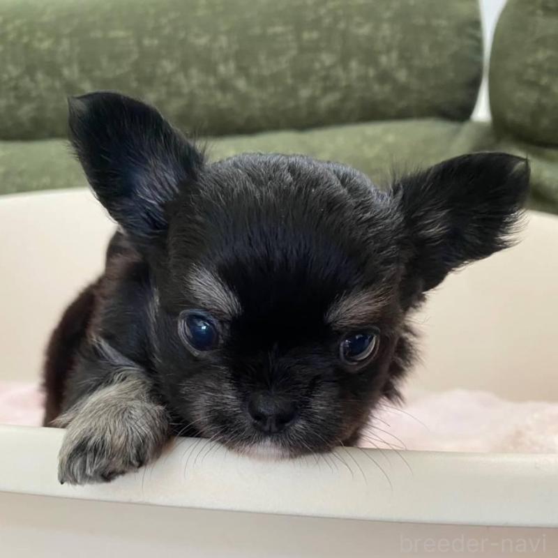 販売中の福岡県のチワワ(ロングコート)-424191の2枚目