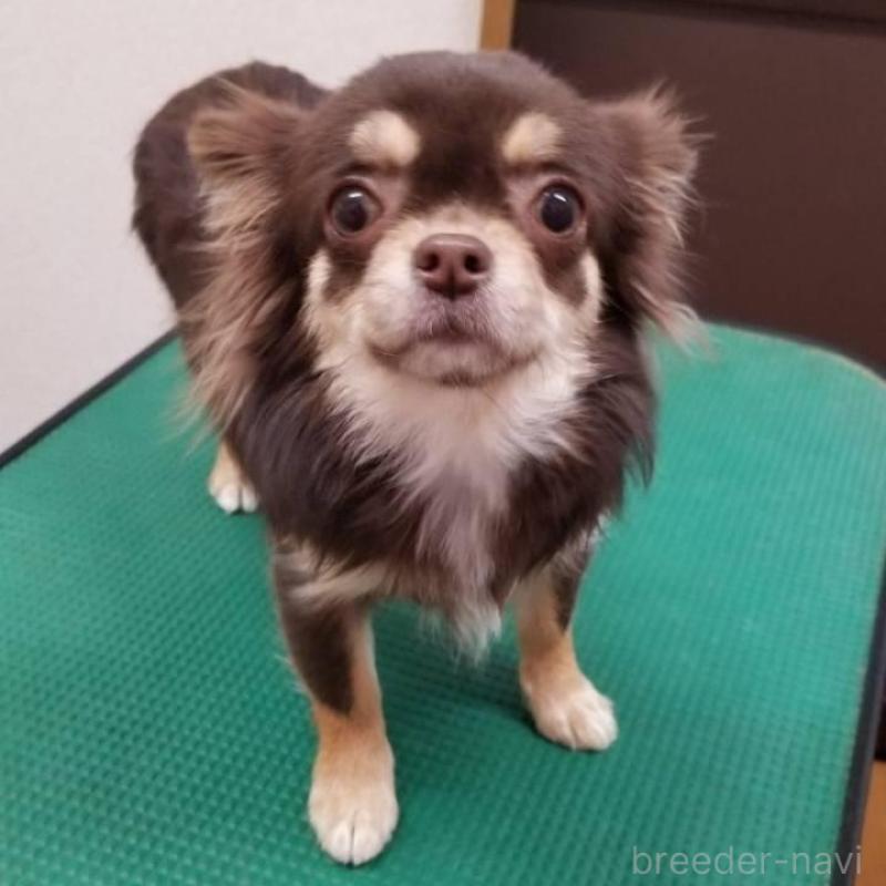 ボタンちゃん1枚目