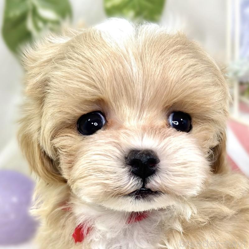 販売中の滋賀県のマルプー:マルチーズ×トイプードル-423339