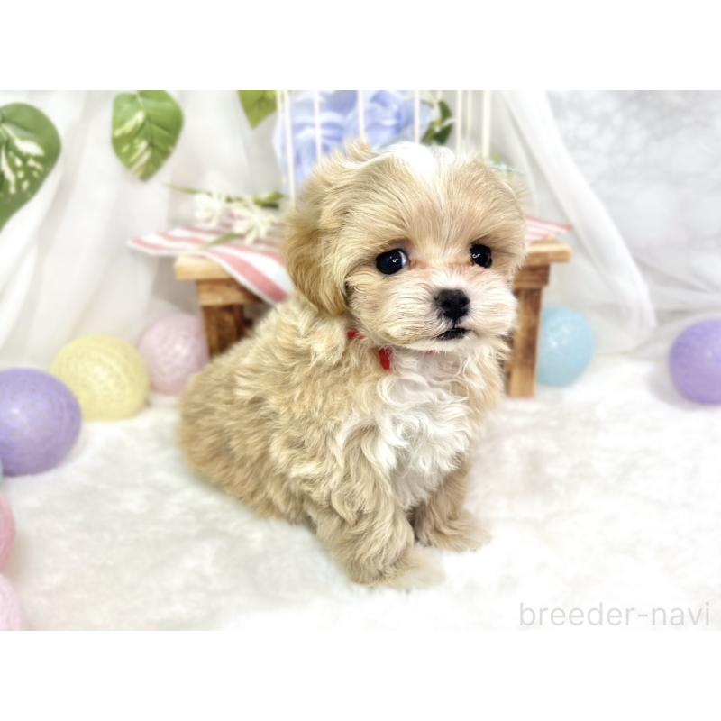 成約済の滋賀県のマルプー:マルチーズ×トイプードル-423339の4枚目