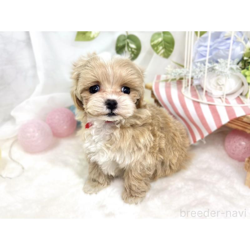 成約済の滋賀県のマルプー:マルチーズ×トイプードル-423339の3枚目