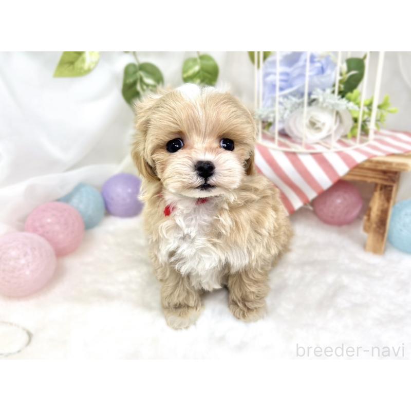 成約済の滋賀県のマルプー:マルチーズ×トイプードル-423339の2枚目