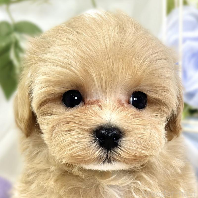 販売中の滋賀県のマルプー:マルチーズ×トイプードル-423340