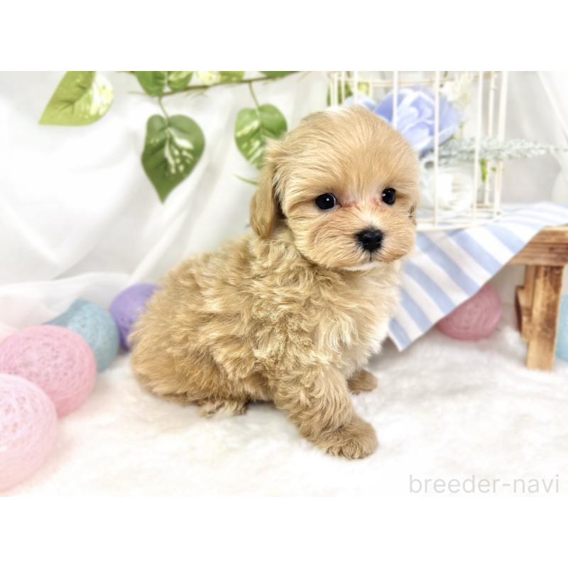 成約済の滋賀県のマルプー:マルチーズ×トイプードル-423340の4枚目