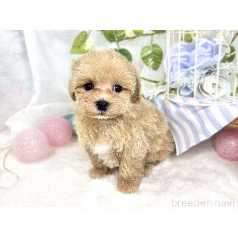 成約済の滋賀県のマルプー:マルチーズ×トイプードル-423340の3枚目