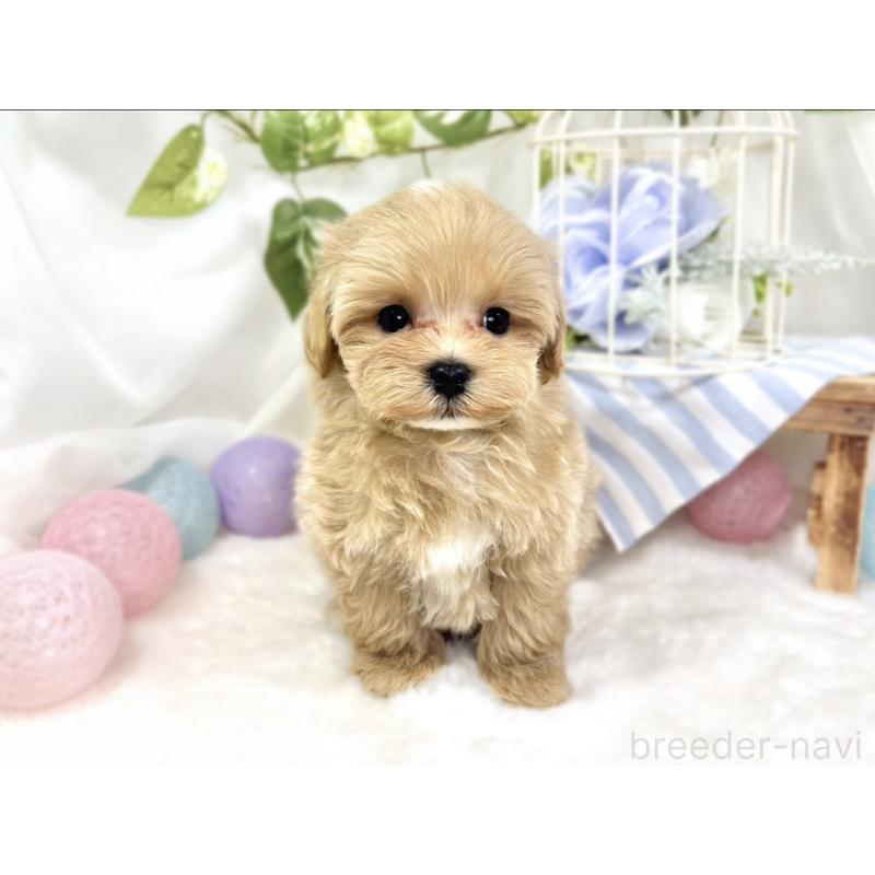 成約済の滋賀県のマルプー:マルチーズ×トイプードル-423340の2枚目