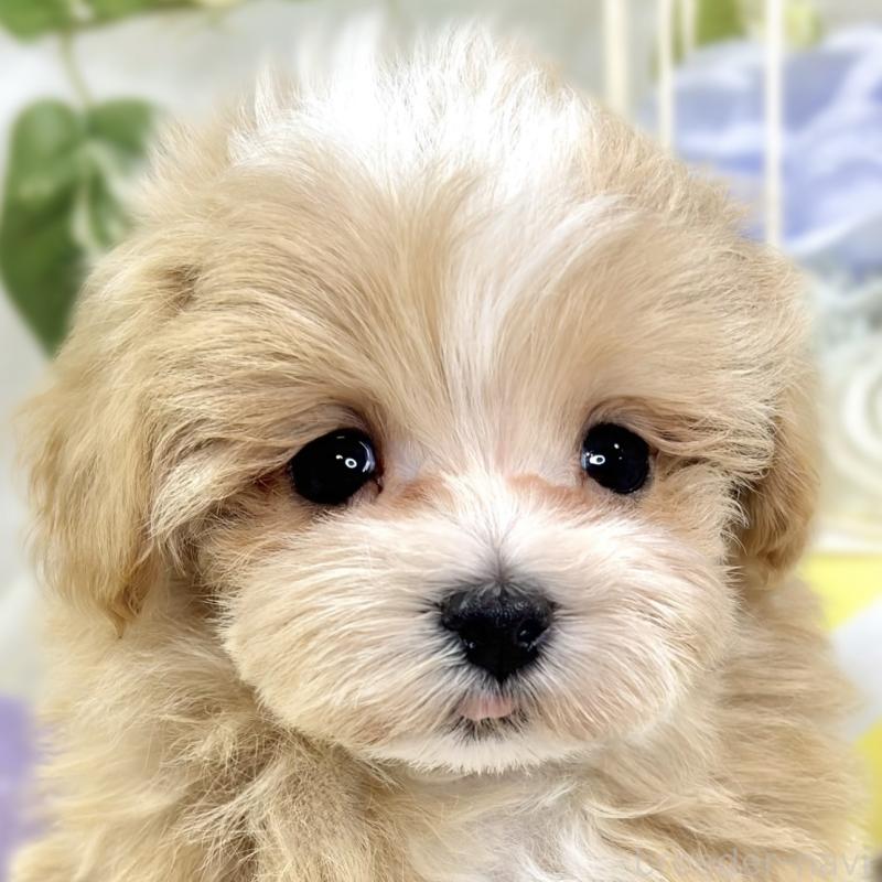 成約済の滋賀県のマルプー:マルチーズ×トイプードル-423342の1枚目