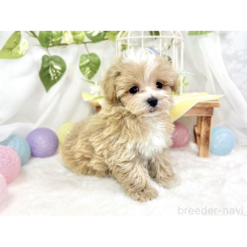 成約済の滋賀県のマルプー:マルチーズ×トイプードル-423342の4枚目