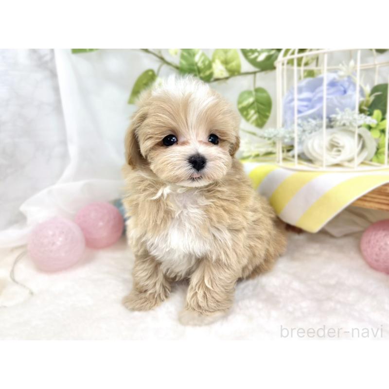 成約済の滋賀県のマルプー:マルチーズ×トイプードル-423342の3枚目