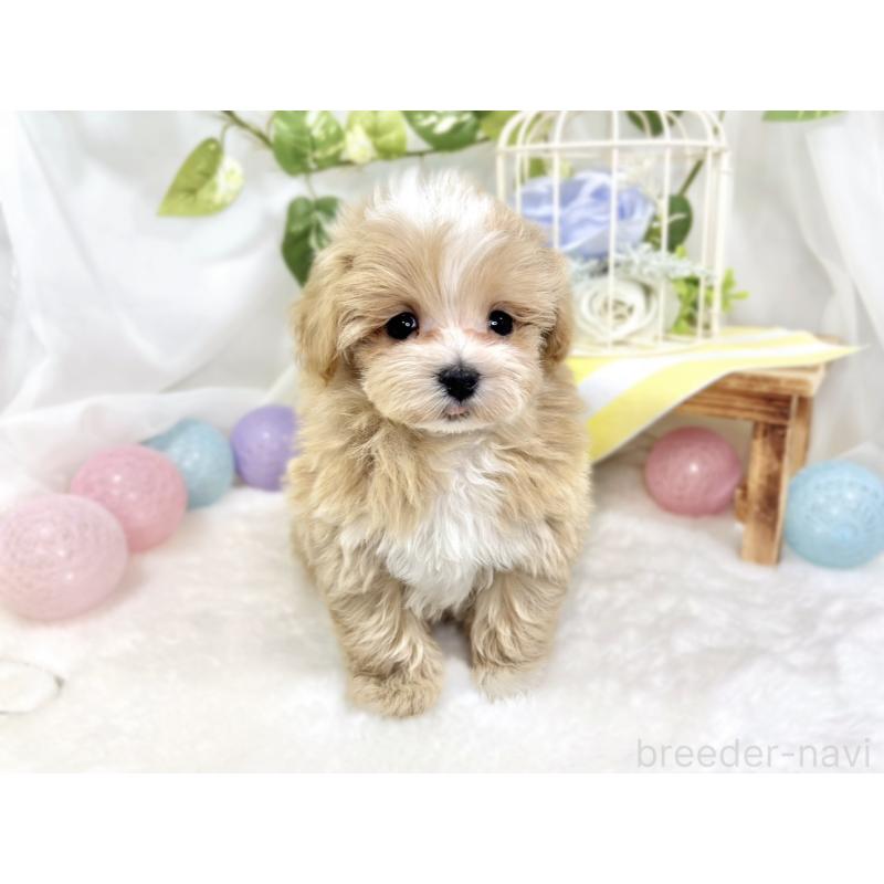 成約済の滋賀県のマルプー:マルチーズ×トイプードル-423342の2枚目