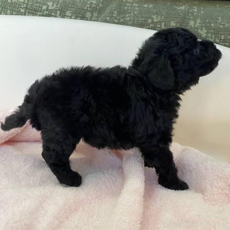 販売中の福岡県のトイプードル-424192の6枚目