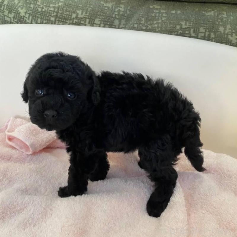 販売中の福岡県のトイプードル-424192の5枚目