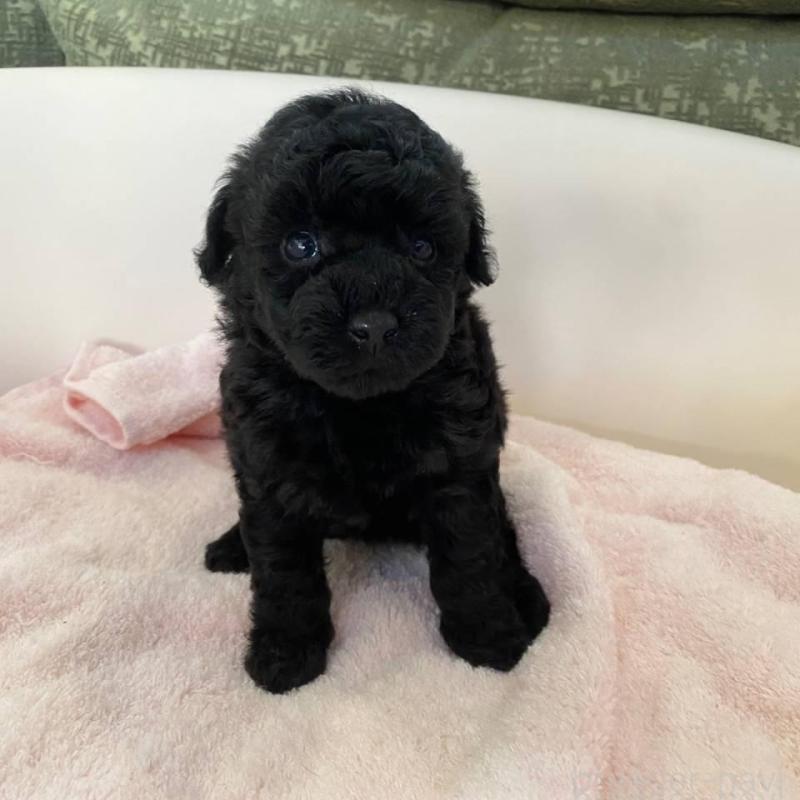 販売中の福岡県のトイプードル-424192の2枚目