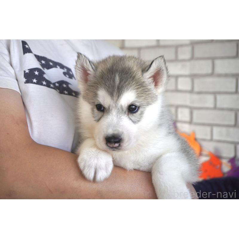 販売中の熊本県のシベリアンハスキー-424194の8枚目