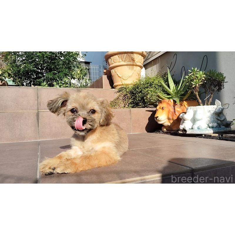 販売中の千葉県のミックス犬-424197の6枚目