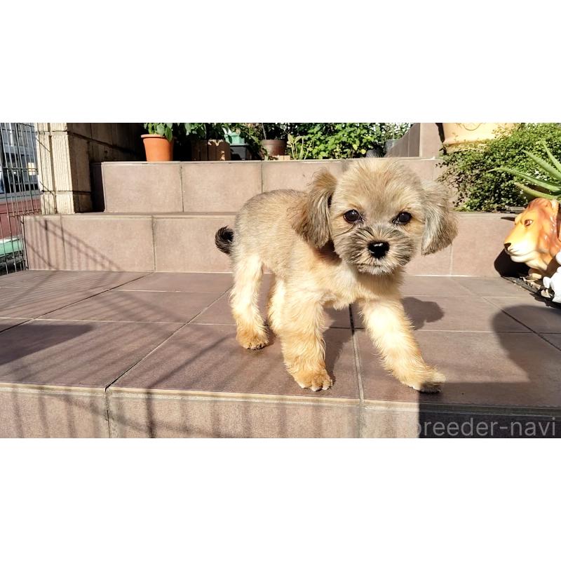 販売中の千葉県のミックス犬-424197の5枚目