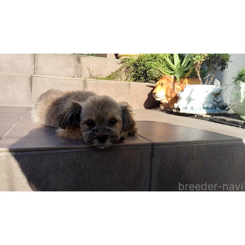 販売中の千葉県のミックス犬-424197の3枚目