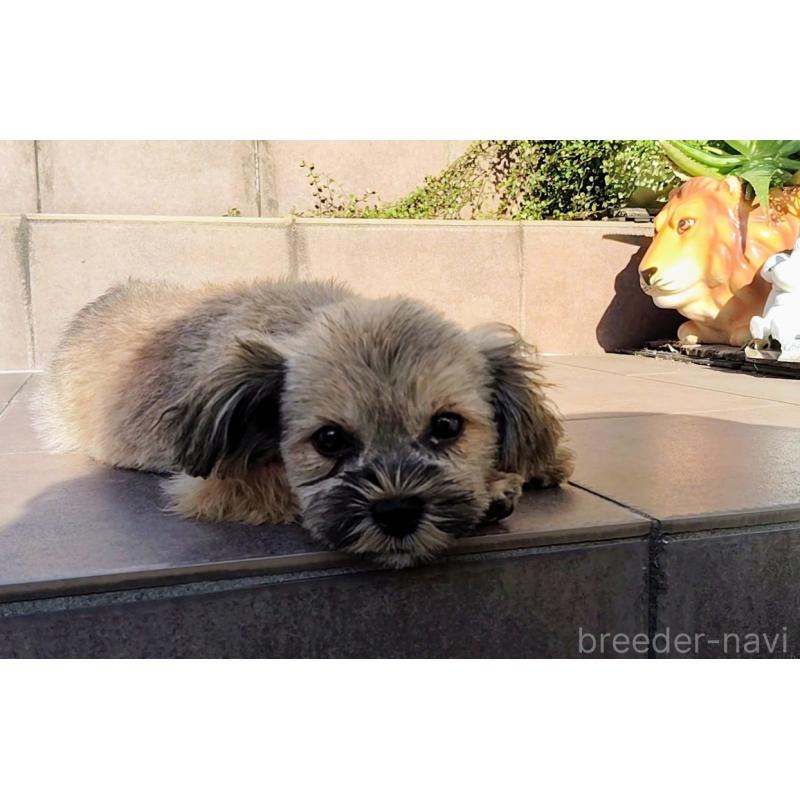 販売中の千葉県のミックス犬-424197の2枚目