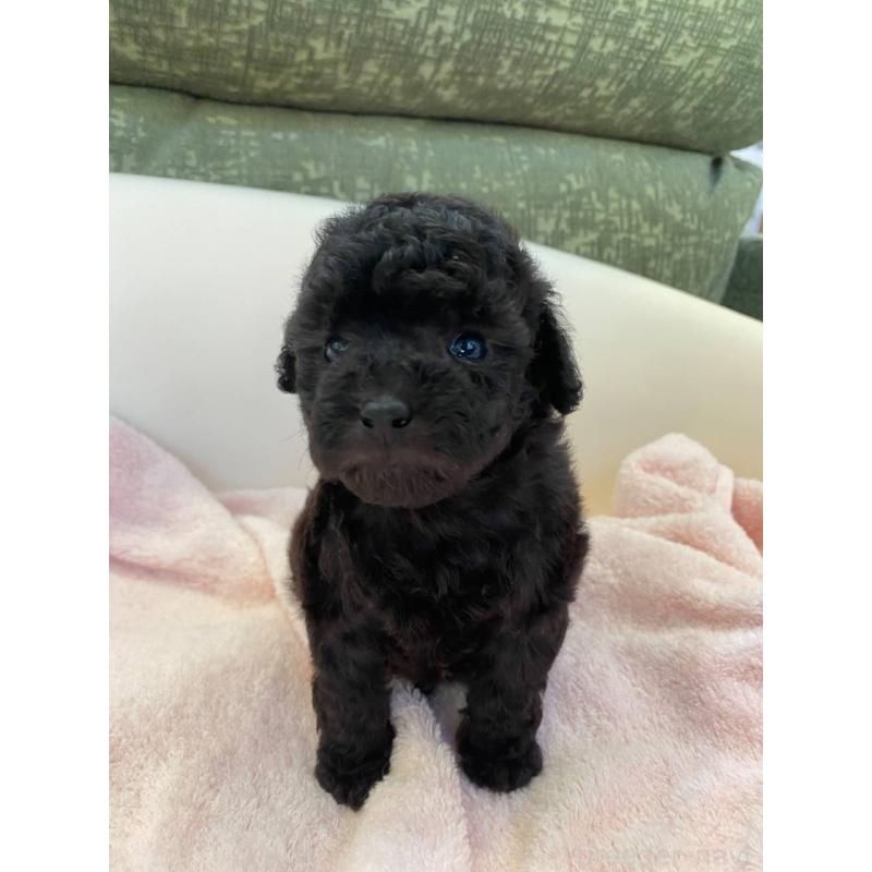 成約済の福岡県のトイプードル-424196の5枚目