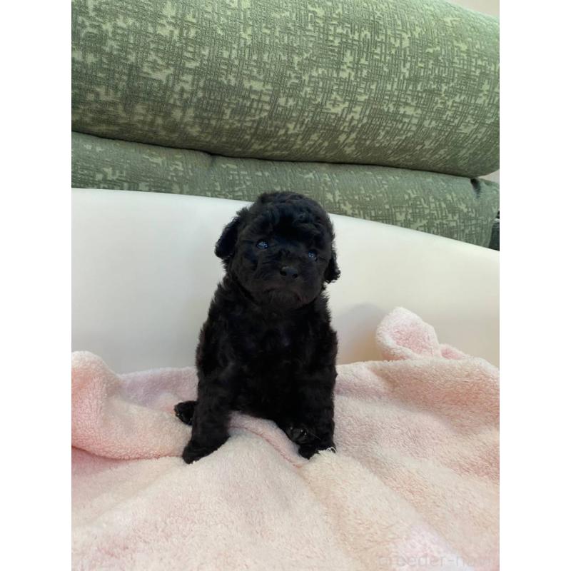 成約済の福岡県のトイプードル-424196の6枚目