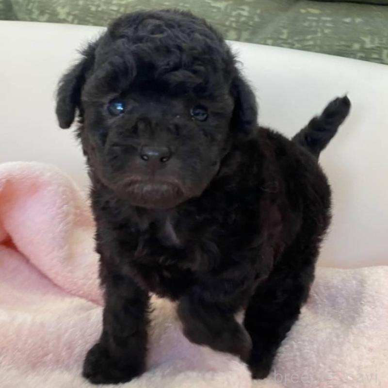 成約済の福岡県のトイプードル-424196の1枚目